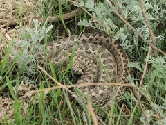 Vipera renardi