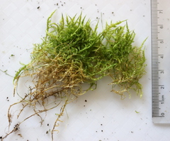 Calliergonella cuspidata