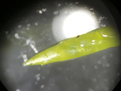Calliergonella cuspidata