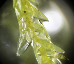 Calliergonella cuspidata
