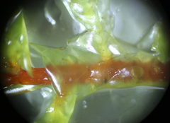 Calliergonella cuspidata