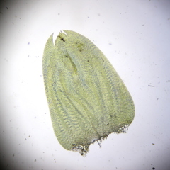 Calliergonella cuspidata