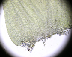 Calliergonella cuspidata