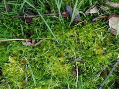 Calliergonella cuspidata