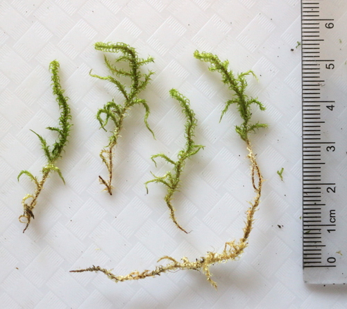 Garbanotoji kerėža nuotrauka