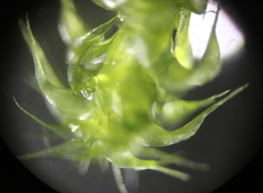 Rhytidiadelphus squarrosus
