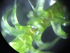 Rhytidiadelphus squarrosus