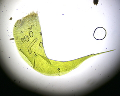 Rhytidiadelphus squarrosus
