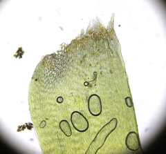 Rhytidiadelphus squarrosus