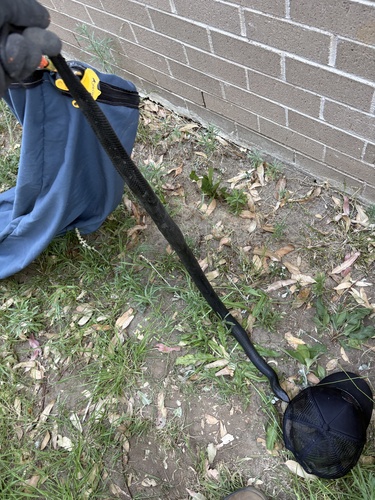 Red-bellied Black Snake sighting