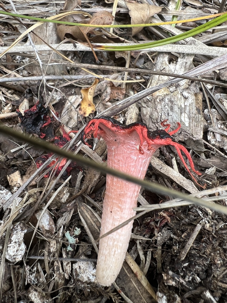 Aseroe rubra · November 2025 · photo: © kaipatiki_naturewatch (iNaturalist, cc-by)