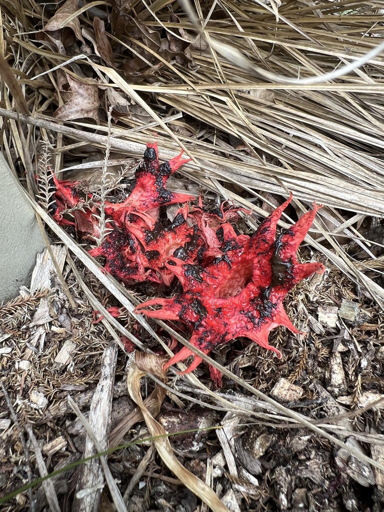 Aseroe rubra · November 2025 · photo: © kaipatiki_naturewatch (iNaturalist, cc-by)