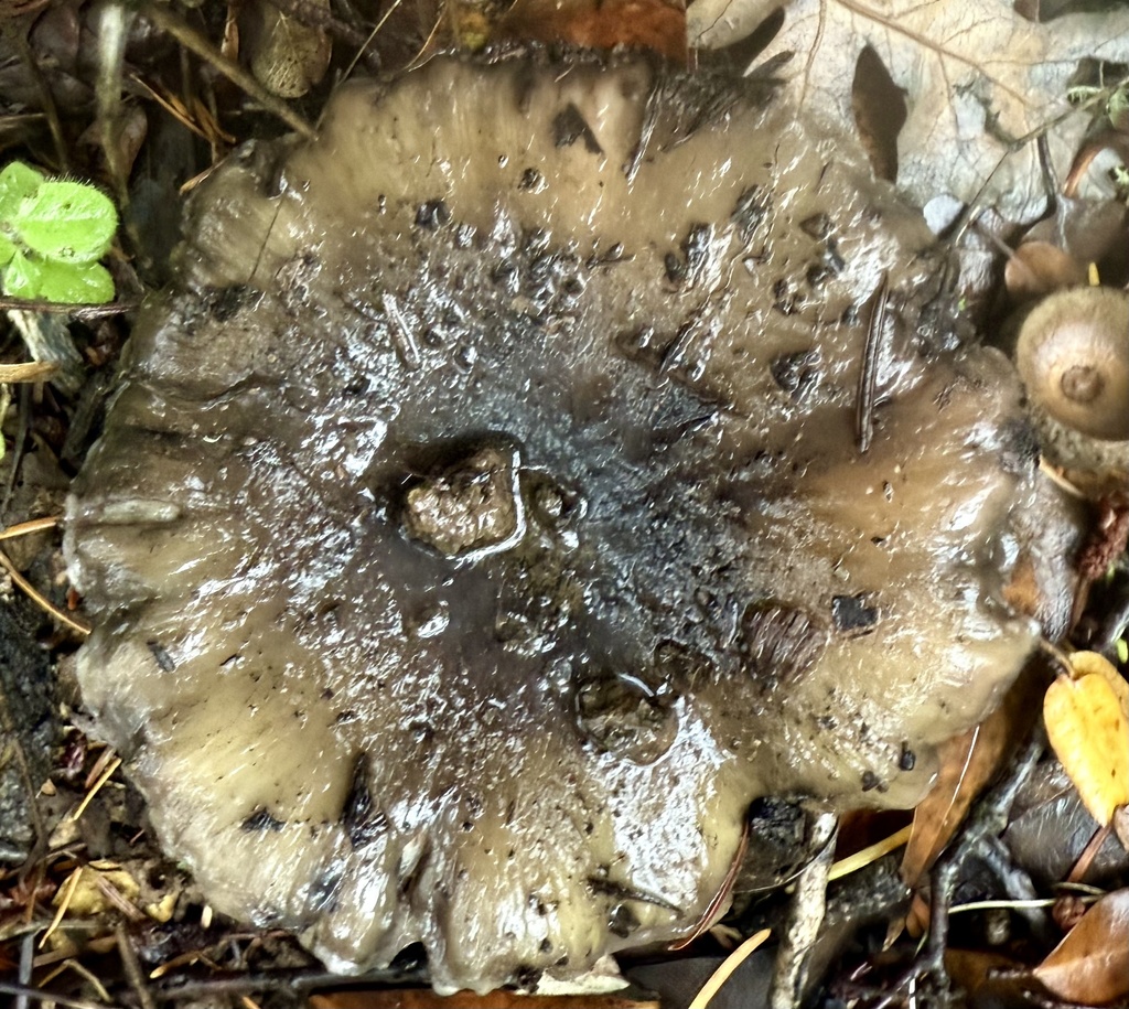 Gomphidius oregonensis · November 2025 · photo: © hllrnnr (iNaturalist, cc0)