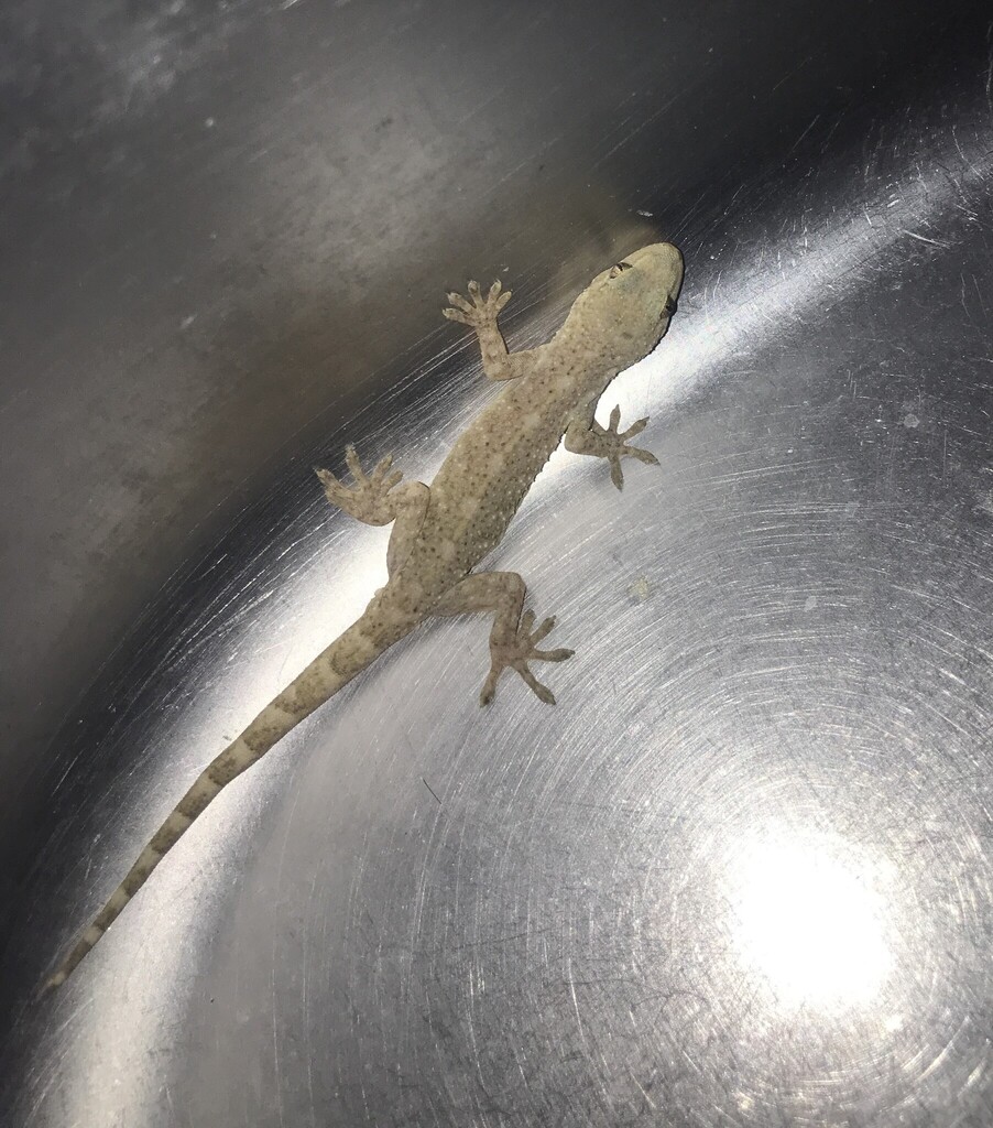 West Japanese Gecko