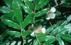 Eucryphia moorei
