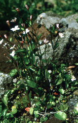 Epilobium hornemannii, photograph (c) Oleg Kosterin, some rights reserved (CC BY)