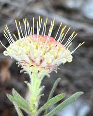 Leucospermum pedunculatum