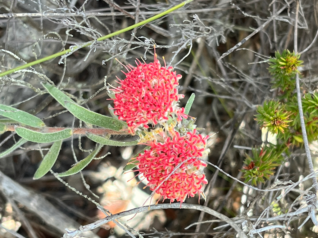 Leucospermum pedunculatum; photograph (c) Dave U, some rights reserved (CC BY-SA)