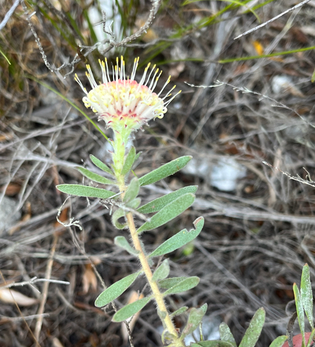 Leucospermum pedunculatum, photograph 2