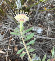 (c) Dave U, some rights reserved (CC BY-SA) Leucospermum pedunculatum, photograph (c) Dave U, some rights reserved (CC BY-SA)