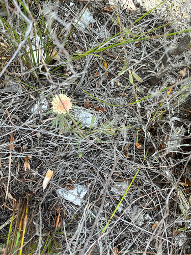 Leucospermum pedunculatum, photograph 3