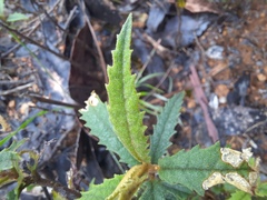 Olearia stellulata, photograph (c) Stella Fish, some rights reserved (CC BY)