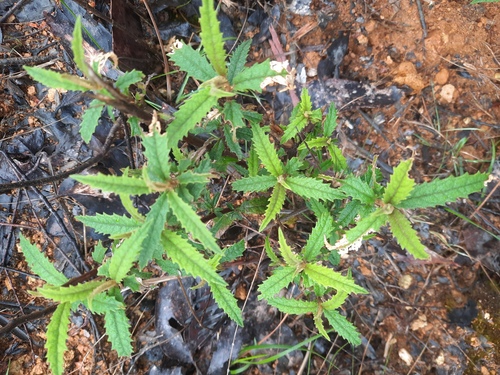 Olearia stellulata, photograph 6