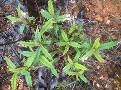 Olearia stellulata, photograph (c) Stella Fish, some rights reserved (CC BY)