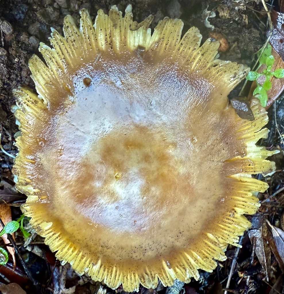Amanita calyptroderma · November 2025 · photo: © hllrnnr (iNaturalist, cc0)