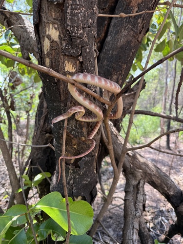 Brown Tree Snake sighting