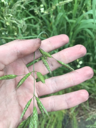 Bromus commutatus iNat (2)