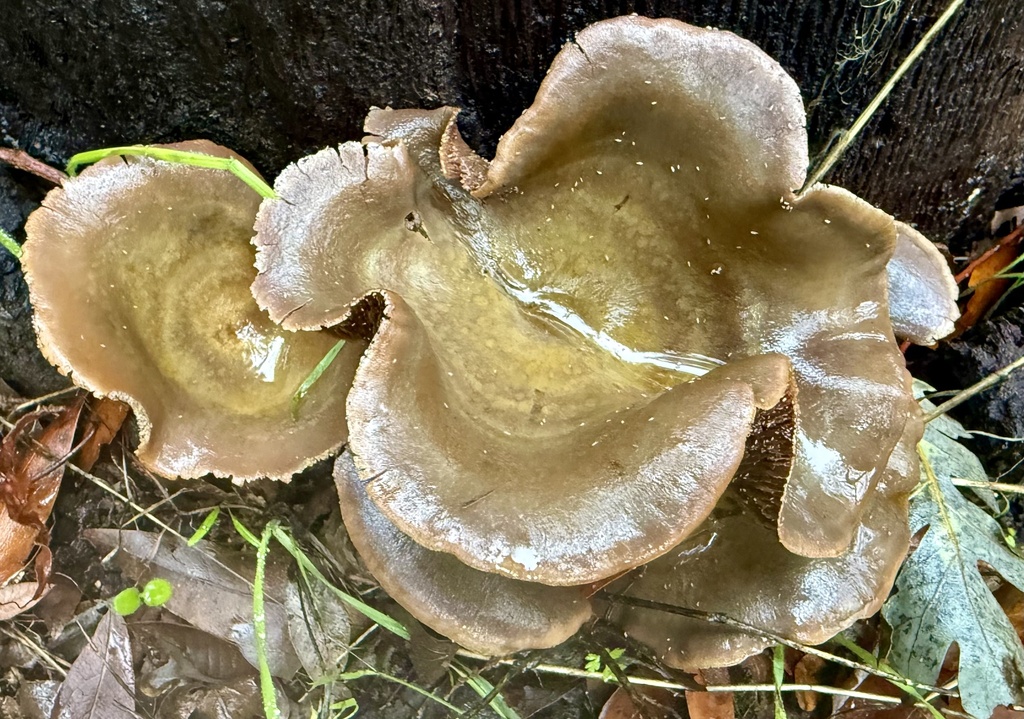 Omphalotus olivascens · November 2025 · photo: © hllrnnr (iNaturalist, cc0)