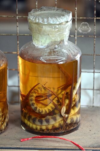 Photo of Annulated sea snake (Hydrophis cyanocinctus)