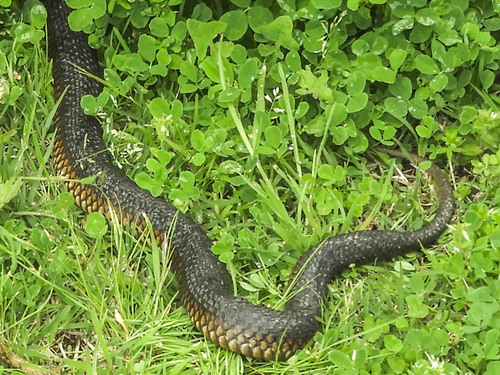 Lowlands Copperhead sighting