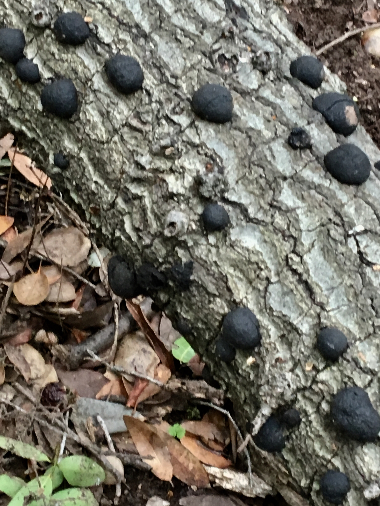 Annulohypoxylon image