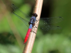Orthetrum schneideri