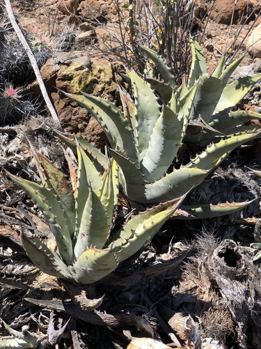 Agave cerulata