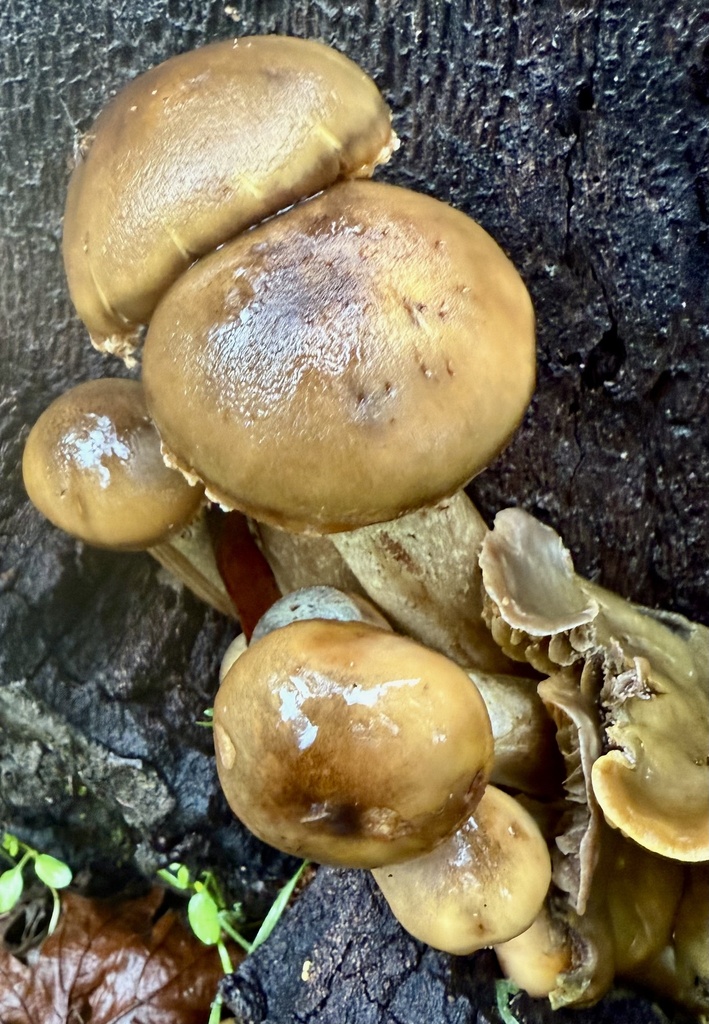 Armillaria mellea · November 2025 · photo: © hllrnnr (iNaturalist, cc0)