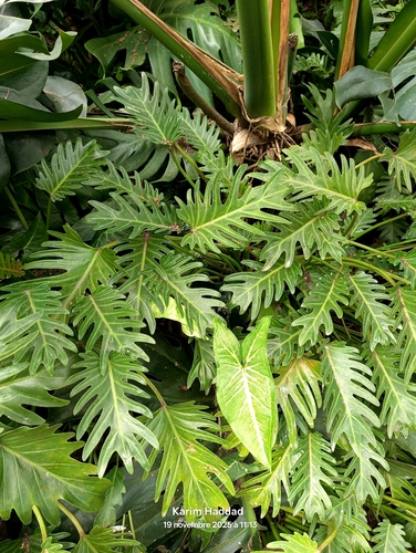 Philodendron Xanadu (Thaumatophyllum xanadu)