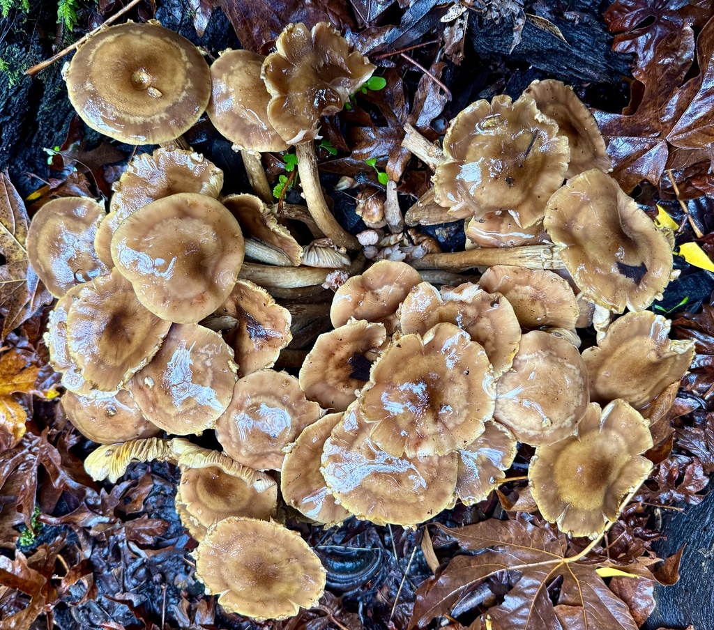 Armillaria mellea · November 2025 · photo: © hllrnnr (iNaturalist, cc0)