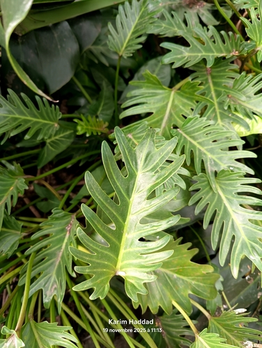 Thaumatophyllum xanadu