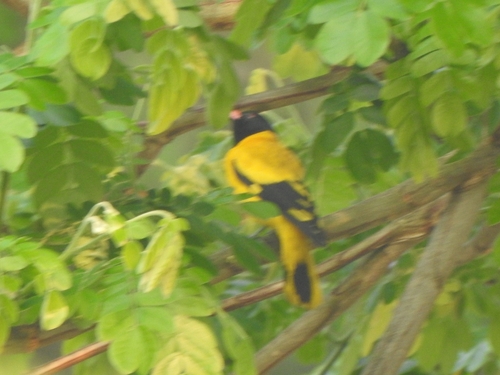 Black-hooded Oriole