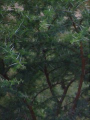 Vachellia exuvialis