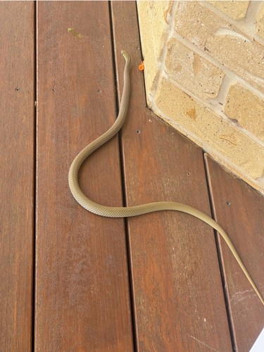 Yellow-faced Whipsnake sighting
