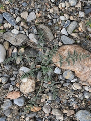 Schrenkia turkestanica