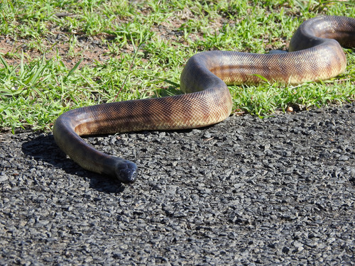 Black-headed Python sighting