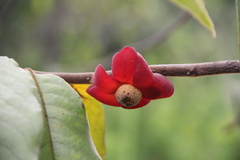 Uvaria grandiflora