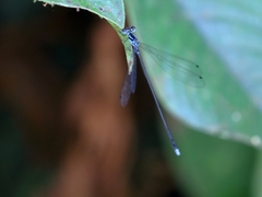 Coeliccia membranipes