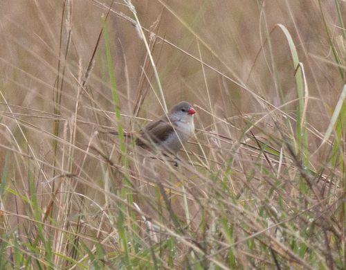 Fawn-breasted Waxbill (Estrilda paludicola), photo 2