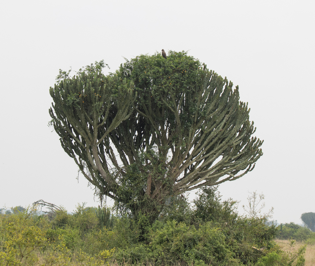 Euphorbia ingens, Kasese, Uganda, by avocat
